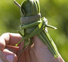 Эффективное лечение кондилом народными средствами