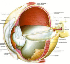 Новая технология позволит восстановить повреждённую сетчатку
