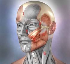 Зоны НАПРЯЖЕНИЯ лица: ЧТО с ними связано
