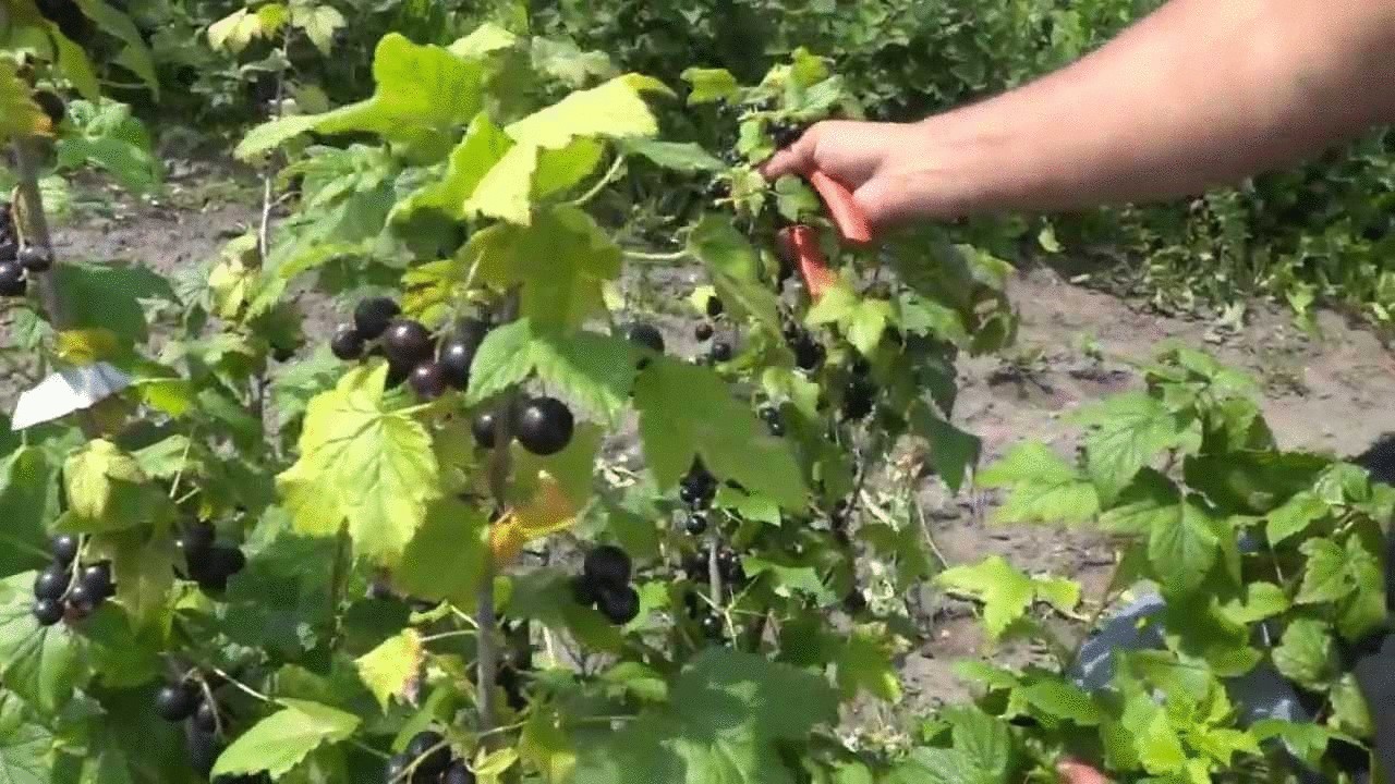   Экосадоводство- сажаем смородину