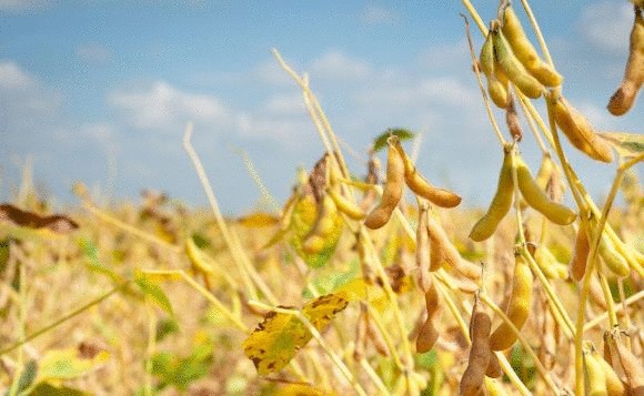 Как сельскохозяйственные культуры впитывают в себя наночастицы