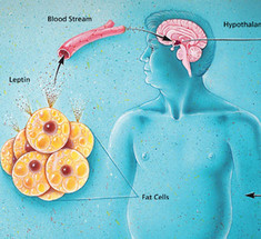 Гормон сытости: почему сила воли бессильна против лептина