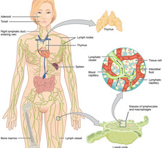 ЛИМФАТИЧЕСКАЯ СИСТЕМА: 4 важных аспекта, о которых нужно знать