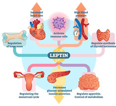 На что влияет лептин?