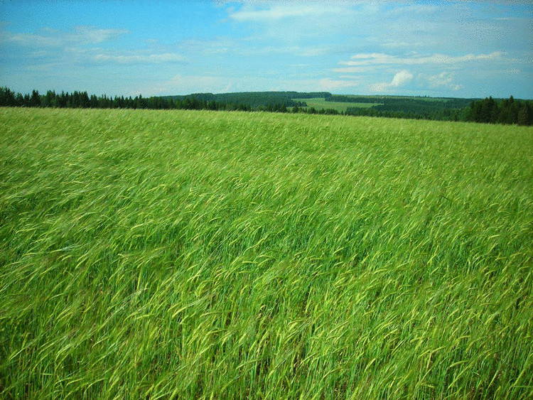 Ячмень—наперекор  засухе