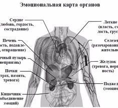 Эмоциональная карта органов