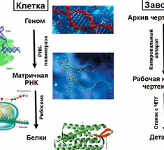 Внутриклеточная автоматика из ДНК и белков