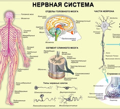 Как восстановить нервную систему