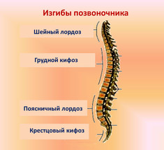 Лучшие упражнения от кифоза и лордоза