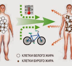 Бурый жир помогает регулировать уровень сахара в крови