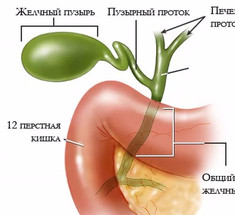 Желчный пузырь — дирижер работы внутренних органов