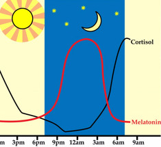 Мелатонин: гормон молодости и красоты