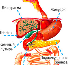 Как не стать жертвой: Пища, которую не едят даже бактерии