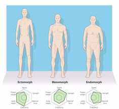 Типы телосложения: особенности тренировок 