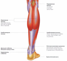 Икроножная и камбаловидная мышцы: «второе сердце» вашего организма