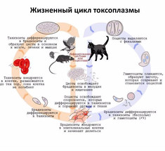 Токсоплазмоз: 7 эффективных рецептов народной медицины 