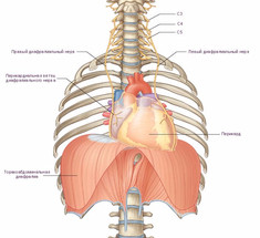 Упражнение «Массаж диафрагмы» избавит от тянущих болей в шее и плечах 