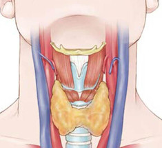 Щитовидная железа: 10 мифов 