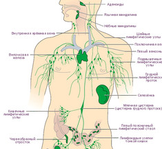 Увеличенные лимфоузлы: ЧТО может вызвать воспаление