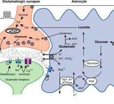 Глутамат, разгон мозга!