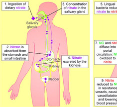 Удивительные превращения нитратов в организме