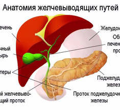 Эффективные природные средства от застоя желчи