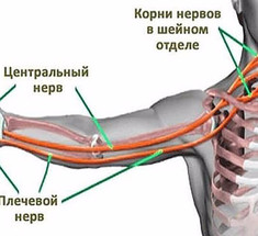 Почему немеют руки