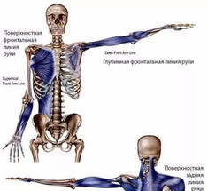 Миофасциальные меридианы