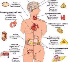 Язык гормонов: 5 причин влюбиться в свою эндокринную систему