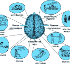 За что отвечают левое и правое полушарие нашего мозга