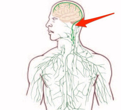 Обнаружена скрытая связь между иммунной системой и мозгом