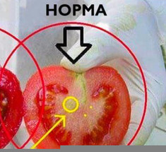 Осторожно яд! Вот как определить ГМО-помидоры за 2 простых шага