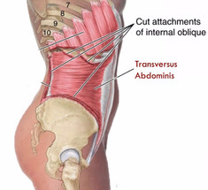 Поперечная мышца — пояс нашей стабильности