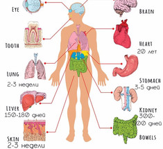 Периодичность ОБНОВЛЕНИЯ организма человека