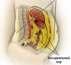 Висцеральный жир: источник проблем у мужчин