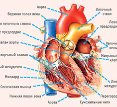 Если хотите иметь здоровое сердце, отрегулируйте работу органов пищеварения  