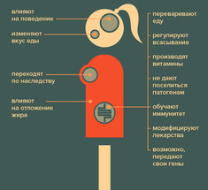 Чего от нас хотят микробы