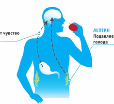 Как приручить ГОРМОН ГОЛОДА грелин: 10 маленьких хитростей