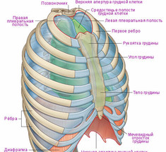 Грудная клетка: наша защита и опора