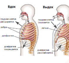 Упражнение НИШИ, которое поможет НЕ стареть