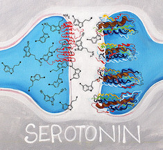 Что же такое СЕРОТОНИН и почему он оказывает такое влияние?