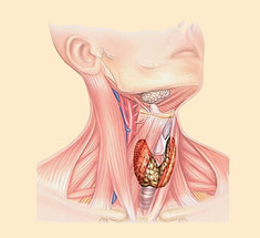 Как улучшить функционирование щитовидной железы