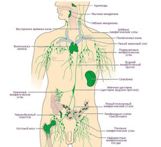О каких проблемах расскажет воспалившийся лимфоузел
