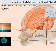 Мелатонин: При депрессии, аутоиммунных заболеваниях и раке