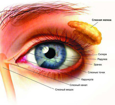 Холестериновые бляшки на веках: Что это и как от них избавиться