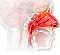 Аллергический ринит: Симптомы, типы и лечение 
