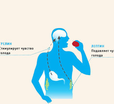 Гормон голода ГРЕЛИН: Все гораздо сложнее, чем принято думать