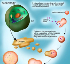 АУТОФАГИЯ: КАК ЭТО РАБОТАЕТ