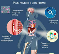 Почему уровень железа имеет решающее значение для вашего здоровья