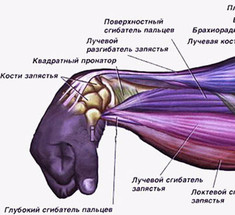 Упражнения на укрепление кистей